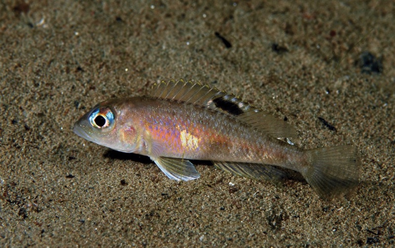Lamprologus kungweensis 'Mkuyu'